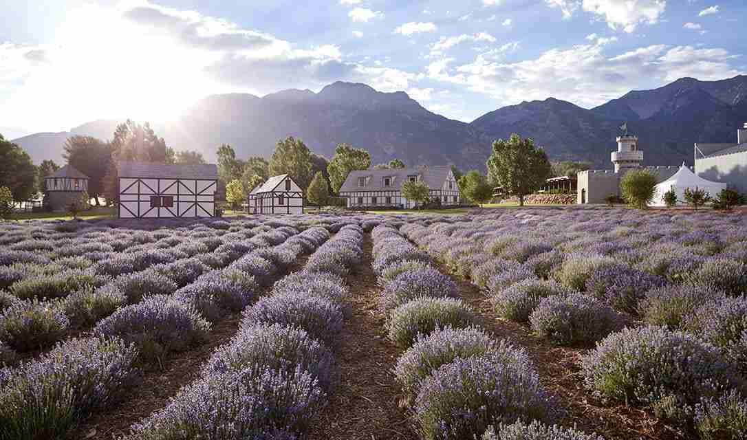 essential oils | lavender field | holistic health center | peoria | illinois